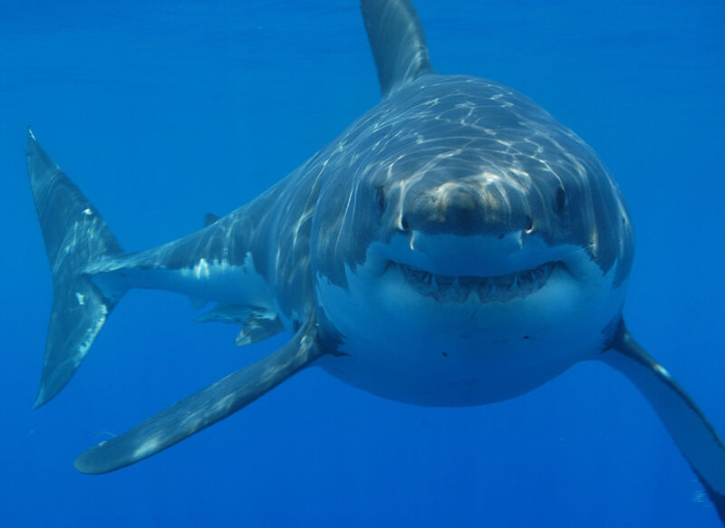 Picture of great white shark representing the movie Jaws, a classic example of the three part narrative structure that can also be applied to marketing videos.